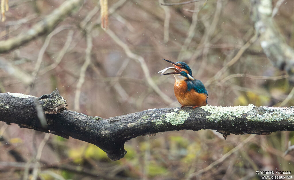 Martin-pêcheur d'Europe mâle adulte, habitat, mange