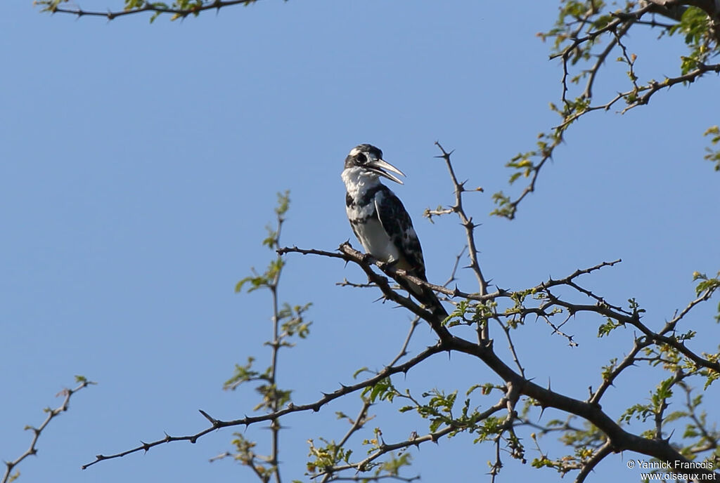 Pied Kingfisher male adult, habitat, aspect