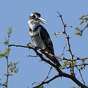 Pied Kingfisher