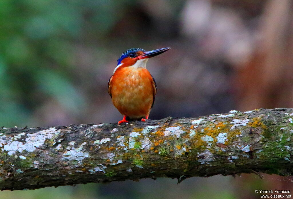 Martin-pêcheur vintsiadulte, identification