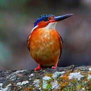 Malagasy Kingfisher