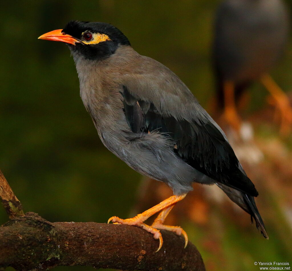 Bank Mynaadult breeding, identification, aspect