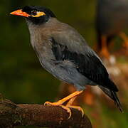 Bank Myna