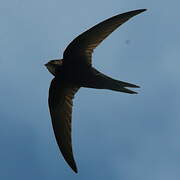 Common Swift