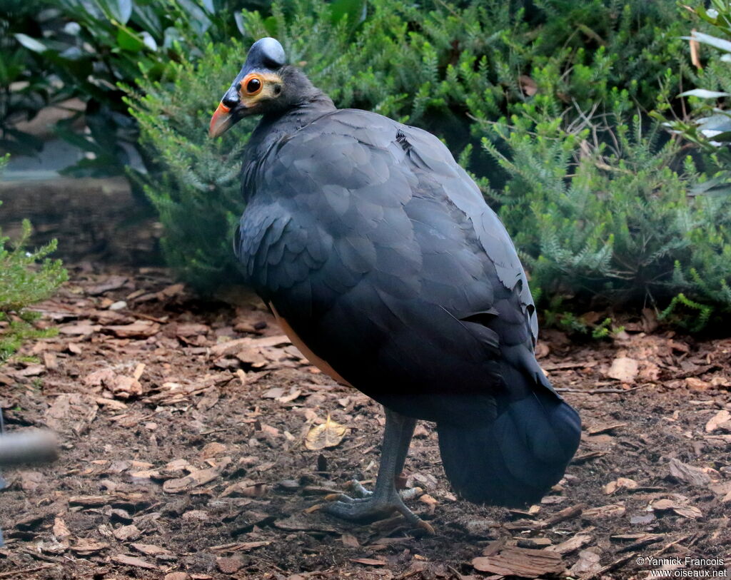 Mégapode maléoadulte, identification