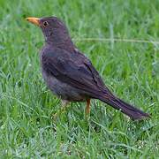 Karoo Thrush