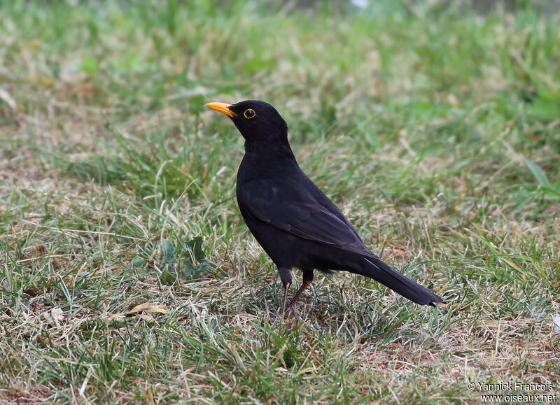 Common Blackbird male adult, identification, aspect