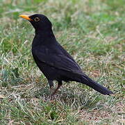 Common Blackbird