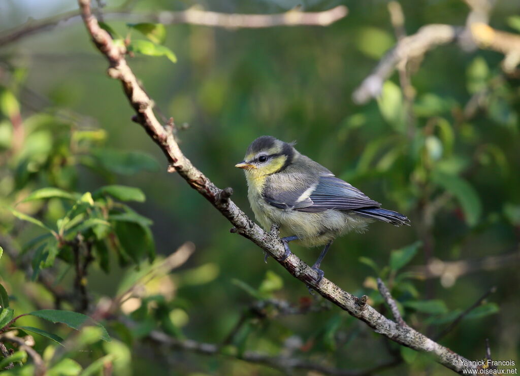 Eurasian Blue Titimmature, identification, aspect