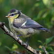 Mésange bleue