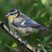 Eurasian Blue Tit