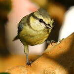 Mésange bleue