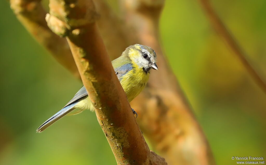 Eurasian Blue Tit, identification, aspect