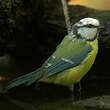 Mésange bleue