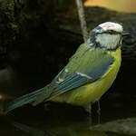 Mésange bleue
