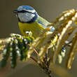 Mésange bleue