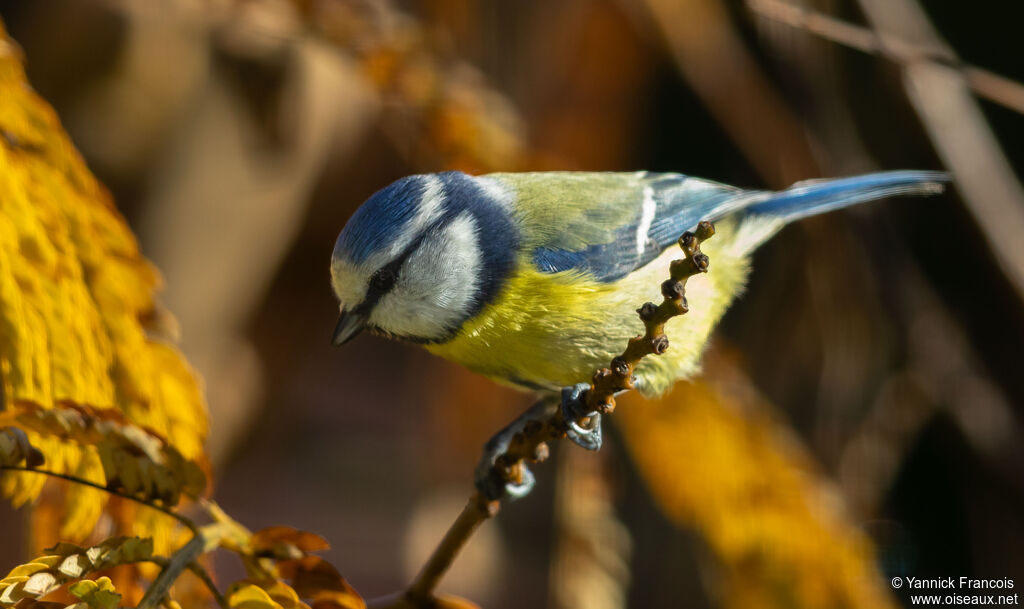 Mésange bleueadulte, identification, composition