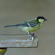 Great Tit