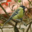 Mésange charbonnière
