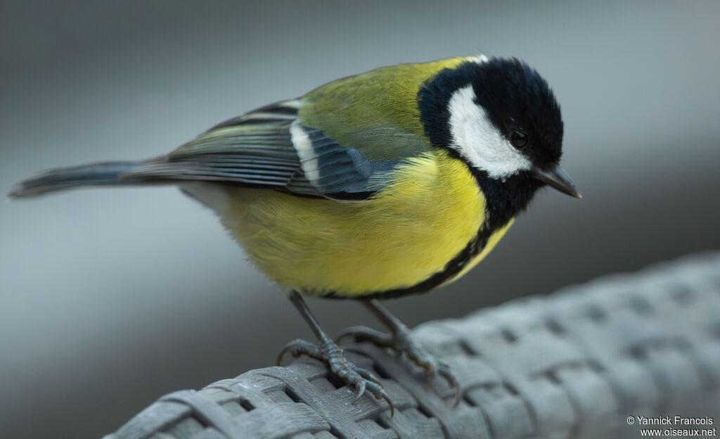 Mésange charbonnière