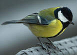 Mésange charbonnière