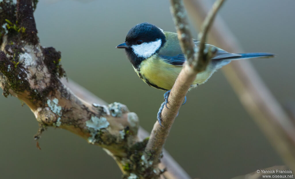 Mésange charbonnière