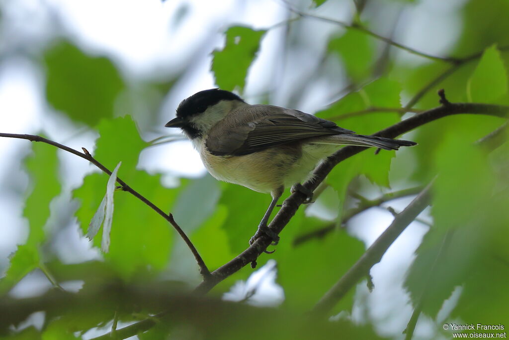 Marsh Titadult, identification, aspect