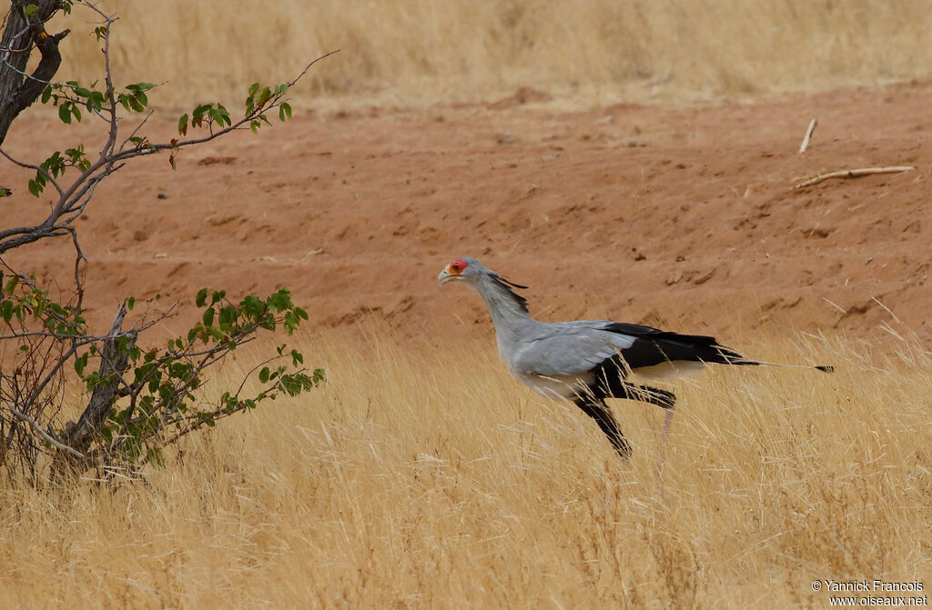 Secretarybirdadult, identification, aspect