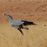 Secretarybird