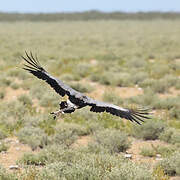 Secretarybird