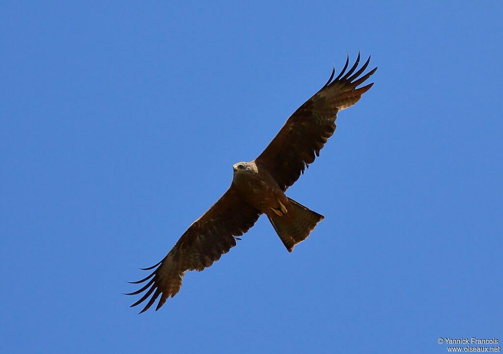 Black Kiteadult, Flight