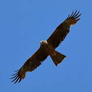 Black Kite