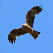 Black Kite