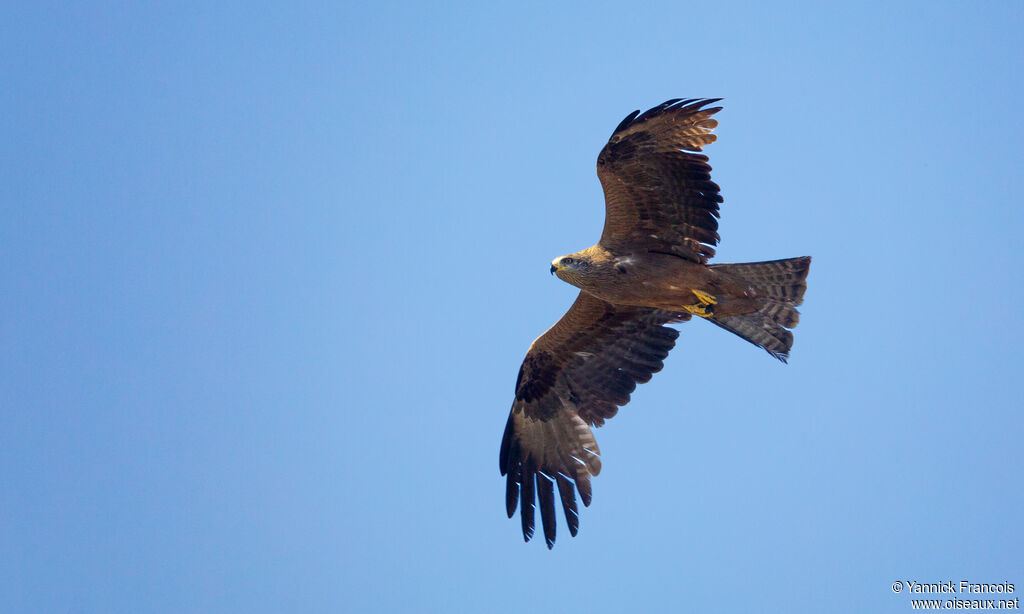 Black Kiteadult, aspect, Flight