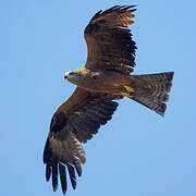 Black Kite