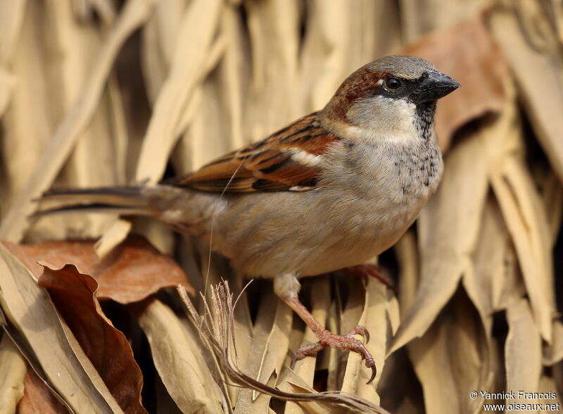 House Sparrow male adult breeding, identification, aspect