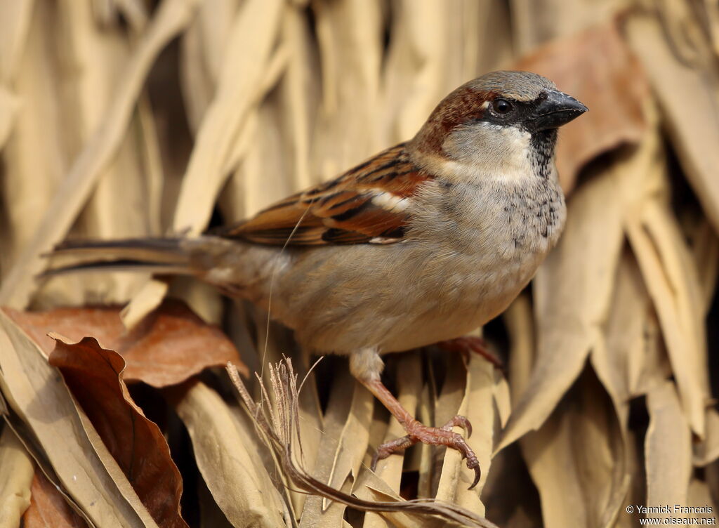 Moineau domestique mâle adulte nuptial, identification, composition