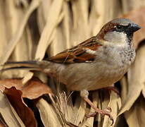 House Sparrow