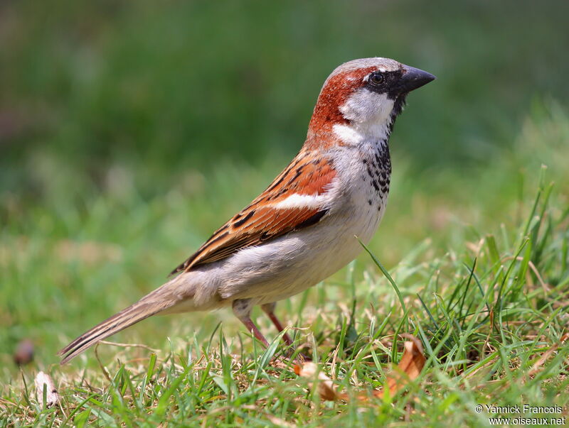 House Sparrow male adult breeding, identification, aspect