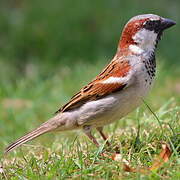 House Sparrow