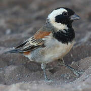 Cape Sparrow