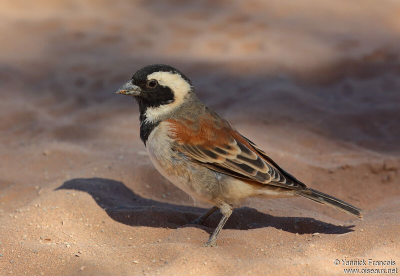 Cape Sparrow male adult, identification, aspect