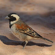 Cape Sparrow