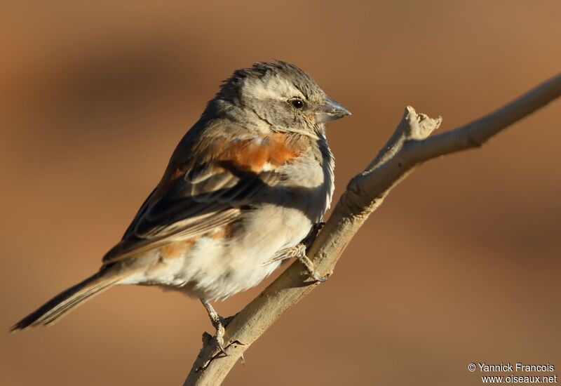 Cape Sparrow female adult, identification, aspect