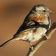 Cape Sparrow