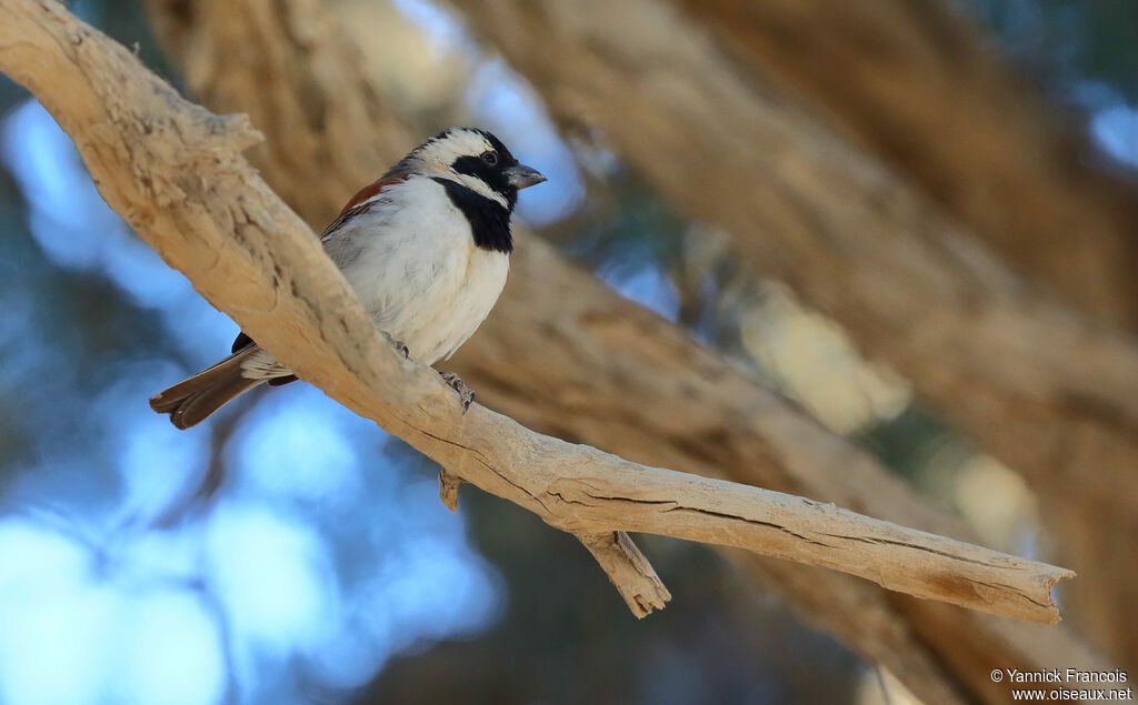 Cape Sparrow male adult, habitat, aspect