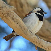 Cape Sparrow