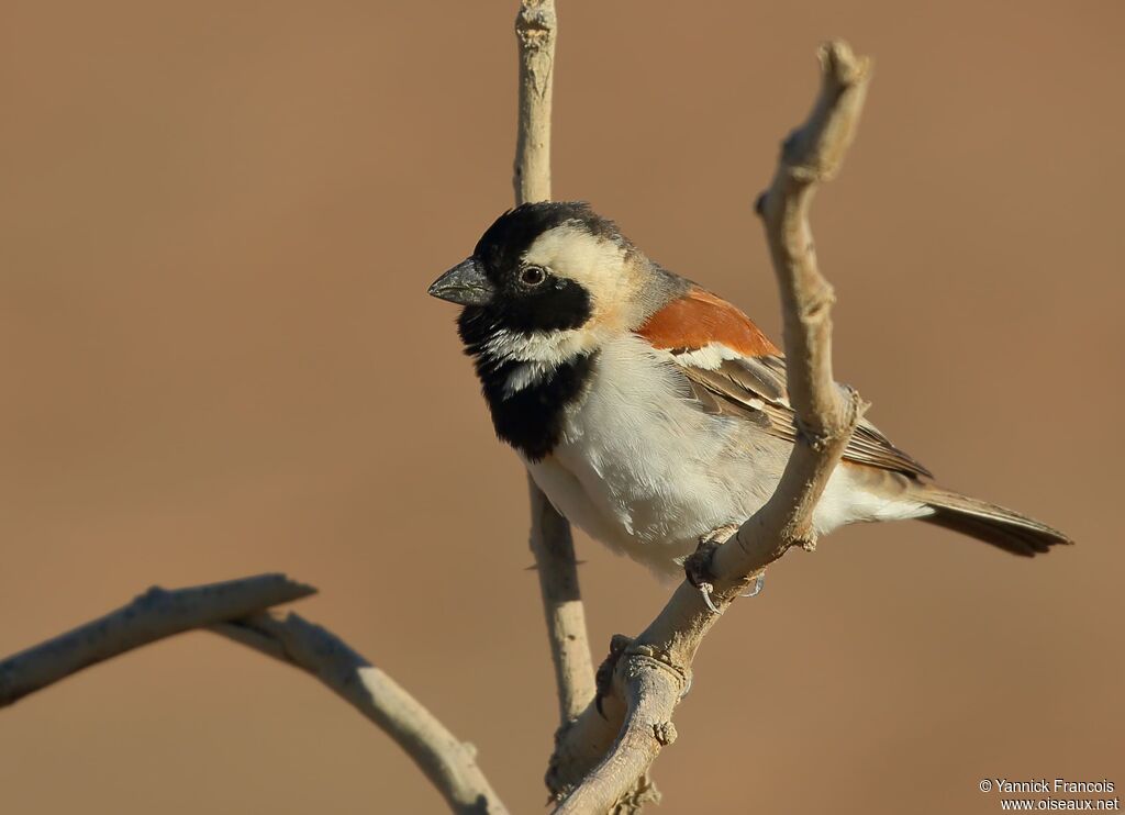 Cape Sparrow male adult, identification, aspect