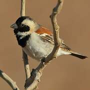 Cape Sparrow