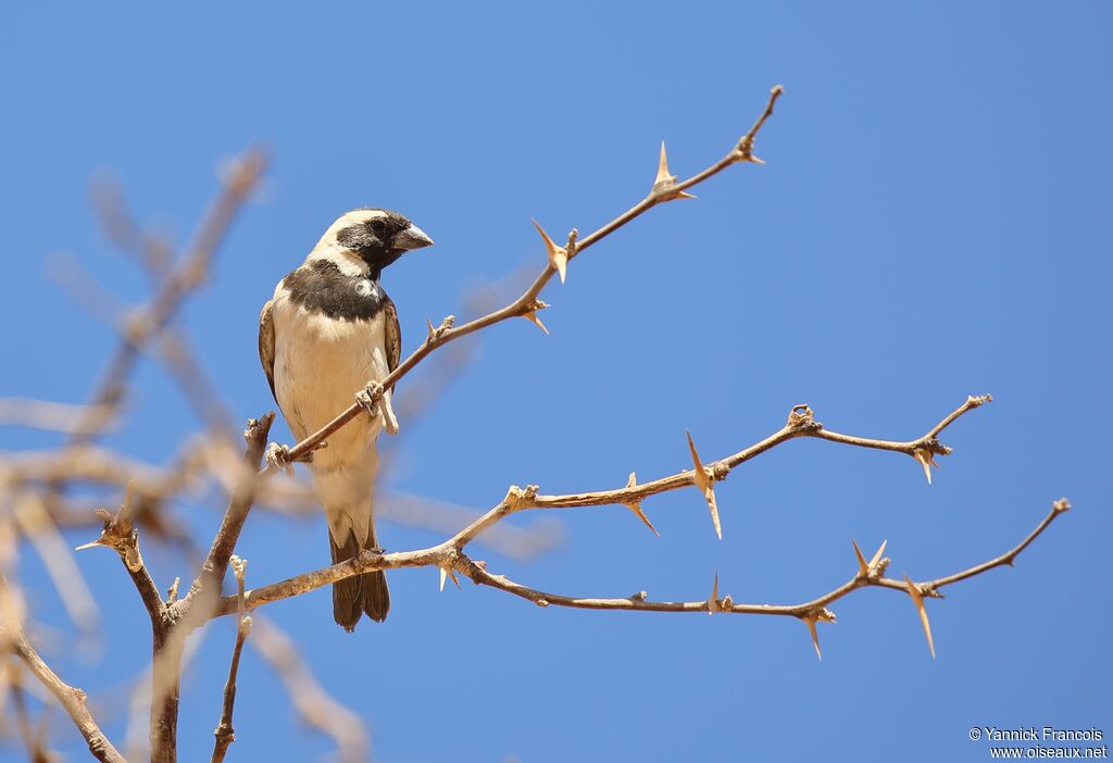 Cape Sparrow male adult, habitat, aspect